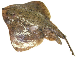 razza-chiodata