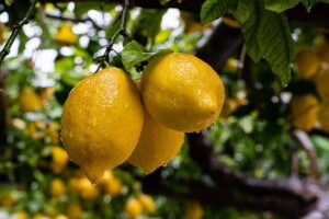 limone-sfusato-costa-damalfi-agrimontana-3-768x512