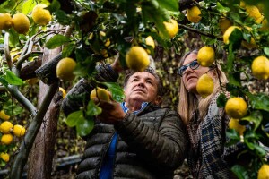 limone-sfusato-costa-damalfi-agrimontana-4