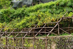 limone-sfusato-costa-damalfi-agrimontana-5